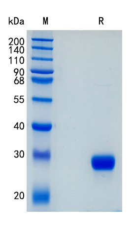 Recombinant Cotton Rat CD8 alpha / CD8A Protein