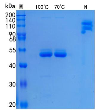 Active Recombinant Human SECTM1 / K12 Protein