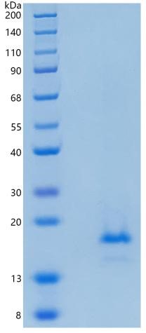 Active Recombinant Human IL-1F10 / IL-38 Protein