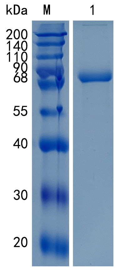 Active Recombinant Human Nectin-2 / PVRL2 / CD112 Protein