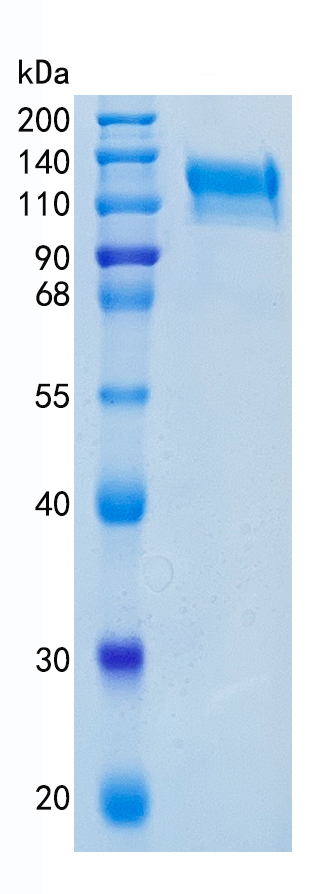 Active Recombinant Human Semaphorin 4D / CD100 / SEMA4D Protein