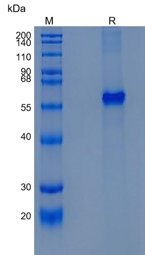 Active Recombinant Human DR3 / TNFRSF25 Protein