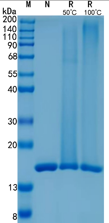 Active Recombinant Human SF20 / IL-25 Protein
