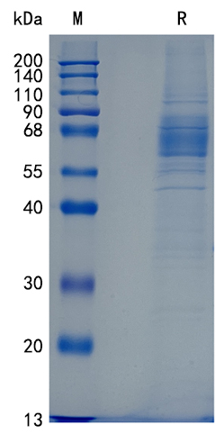 Active Recombinant Human CD2F-10 / SLAMF9 Protein