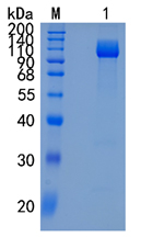 Active Recombinant Human TrkC / NTRK3 Protein