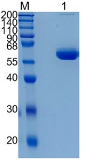 Active Recombinant Human VSIG2 / CTXL Protein