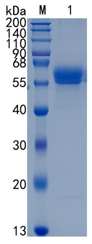 Active Recombinant Human Osteoadherin / OMD Protein