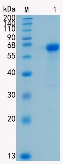 Active Recombinant Human JAM-C / CD323 Protein