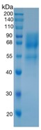 Active Recombinant Human SynCAM / CADM1 / Necl-2 Protein