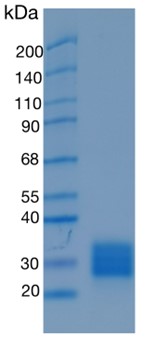 Active Recombinant Human ULBP1 / RAET1I Protein