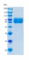 Active Recombinant Human CD244 / 2B4 / SLAMF4 Protein