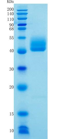 Active Recombinant Mouse PD-L1 / B7-H1 / CD274 Protein