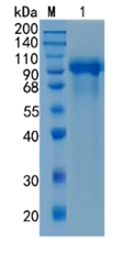 Active Recombinant Mouse EGFR / ErbB1 / HER1 Protein