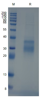 Active Recombinant Human TSG / Twisted Gastrulation Protein