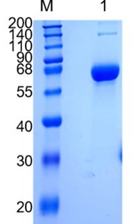 Active Recombinant Human DC-SIGNR / CD299 / CLEC4M Protein