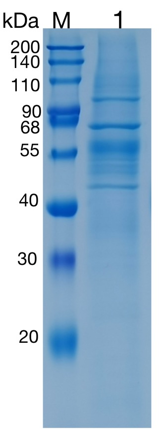 Active Recombinant Human GAL3ST2 / Cerebroside Sulfotransferase Protein