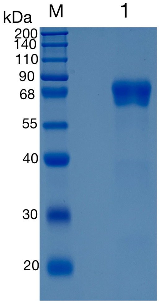 Active Recombinant Human CD229 / SLAMF3 / Ly9 Protein