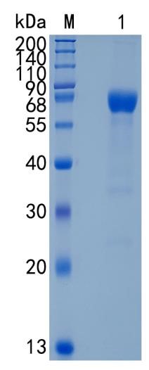 Active Recombinant Human CRLF2 / TSLP Receptor Protein