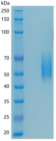 Active Recombinant Mouse B7-H2 / ICOSLG / CD275 Protein