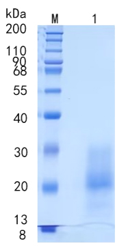 Active Recombinant Mouse TSLP / Thymic Stromal Lymphopoietin Protein
