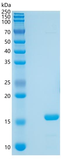 Active Recombinant Mouse IL-36 alpha / IL-1F6 Protein