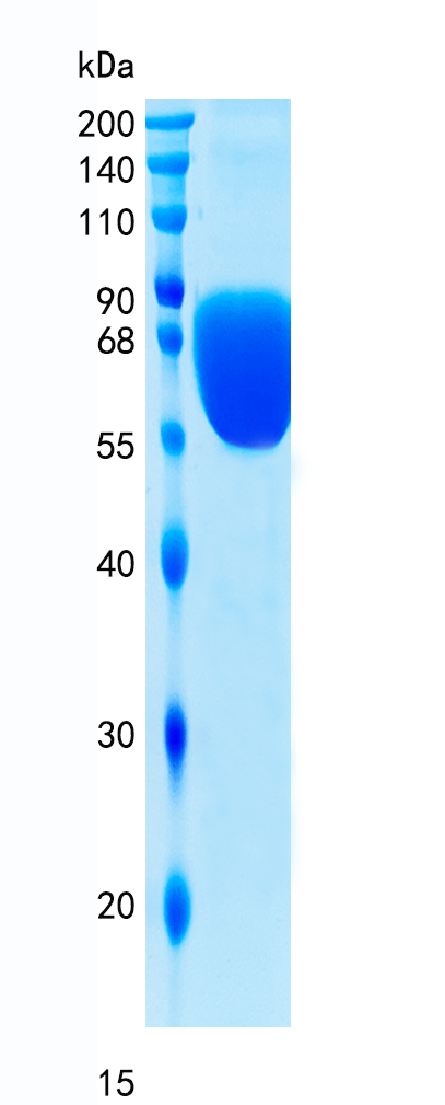 Active Recombinant Human TREM1 / CD354 Protein