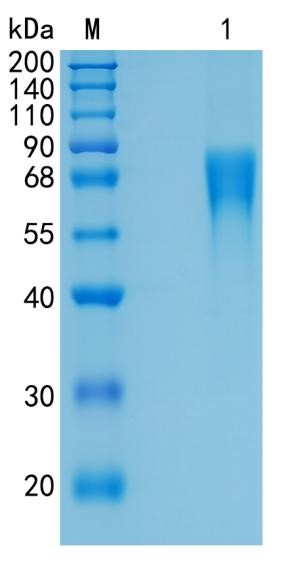 Active Recombinant Human Nectin-3 / PVRL3 / CD113 Protein