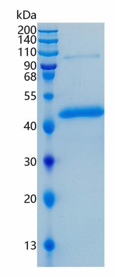 Active Recombinant Human PDGF-C / PDGFC Protein