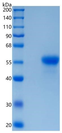 Active Recombinant Human Siglec-8 / CD329 Protein