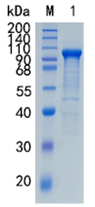 Active Recombinant Human Neuroligin-3 / NLGN3 Protein