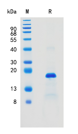 Active Recombinant Human IL-37 / IL-1F7 Protein