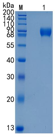 Active Recombinant Human FLRT3 Protein
