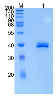 Active Recombinant Chicken Caronte Protein