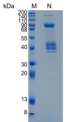 Active Recombinant Rat IL-12 (p70) Heterodimer Protein