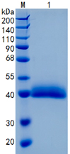 Active Recombinant Human Kallikrein 11 / KLK11 Protein