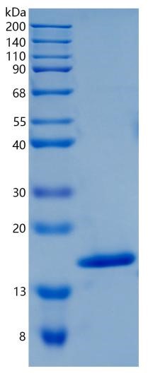Active Recombinant Human IL-36 alpha / IL-1F6 Protein