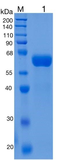 Active Recombinant Human DPP2 / DPP7 / Quiescent Cell Proline Dipeptidase Protein
