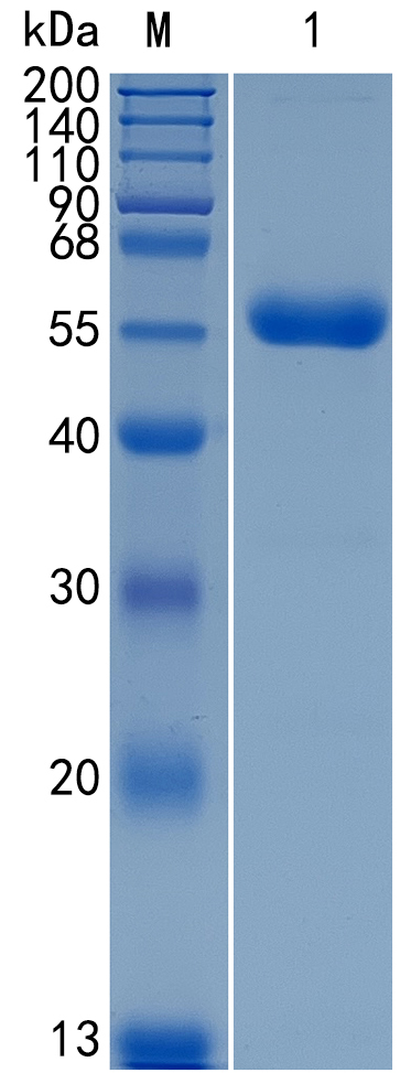 Active Recombinant Human Frizzled-4 / FZD4 Protein