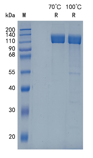 Active Recombinant Human ICAM-5 / Telencephalin Protein