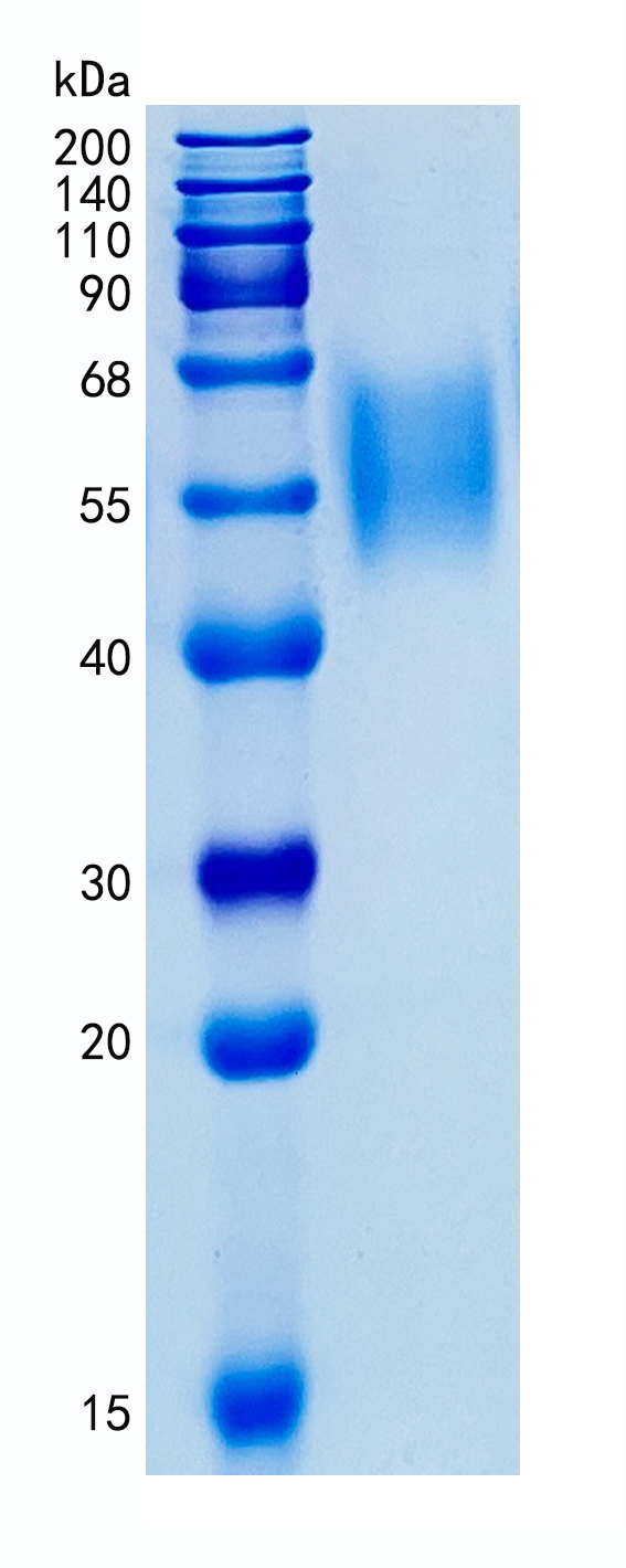 Active Recombinant Human Siglec-7 / CD328 Fc Chimera Protein