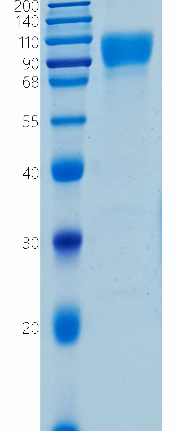 Active Recombinant Human Siglec-9 / CD329 Protein