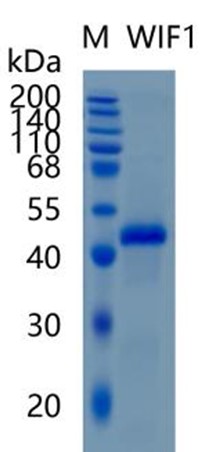 Active Recombinant Human WIF1 / Wnt Inhibitory Factor 1 Protein