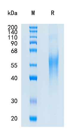 Active Recombinant Human LYVE-1 Protein