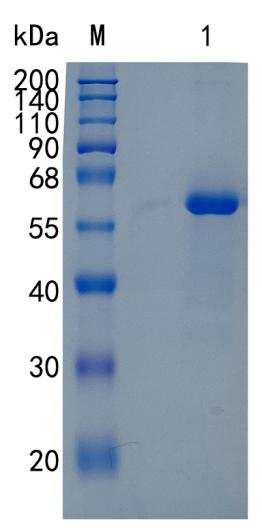 Recombinant Human JAM-A / CD321 / F11 Receptor Protein