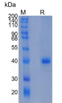 Active Recombinant Mouse RSPO1 / R-spondin-1 Protein