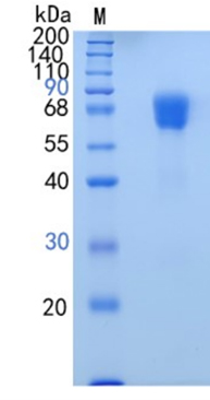 Active Recombinant Human PD-1 / CD279 Protein