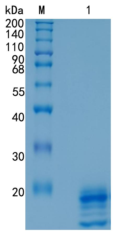 Active Recombinant Human IL-17A / CTLA-8 Protein