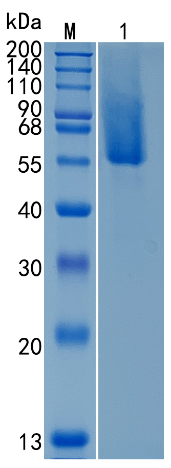 Active Recombinant Human MUC1 / Mucin-1 / CD227 Protein