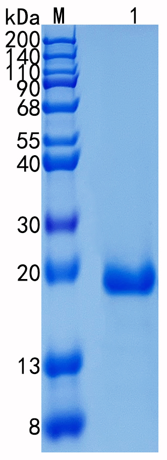 Active Recombinant Human GH1 / Growth Hormone 1 Protein