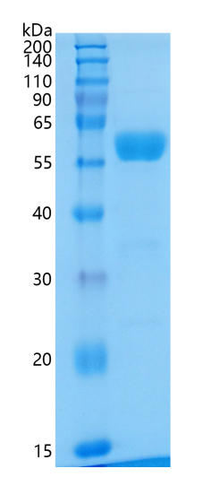 Active Recombinant Mouse Interferon-beta / IFN-beta Protein